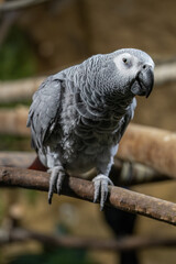 Grey parrot - captive breeding in zoos.