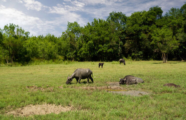 Naklejka na ściany i meble Water buffaloes graze in the meadow