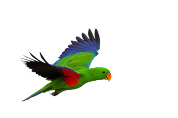 Colorful Eclectus parrot flying isolated on transparent background png file	
