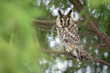 Long eared owl ( Asio otus )