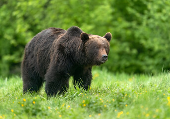 Obraz na płótnie Canvas Wild brown bear ( Ursus arctos )