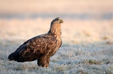 Sea eagle or white tailed eagle ( Haliaeetus albicilla)