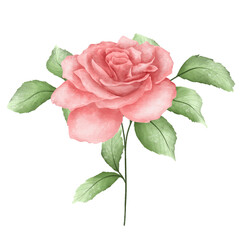 Floral Watercolor 