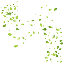 Leaves Green Falling Flying Foliage Leaf Tea Mint