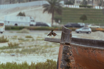 Fototapeta premium old rusty boat