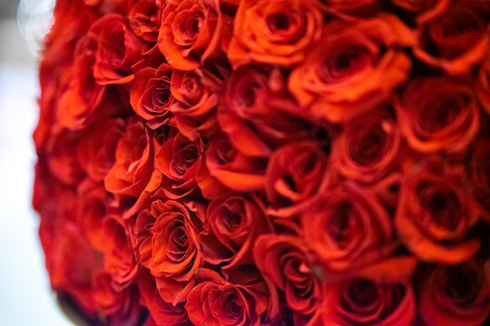 Roses