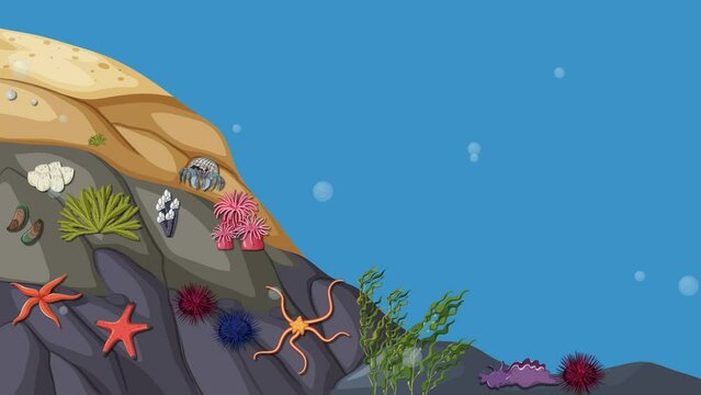 Educational Animated Rocky Shore Zonation