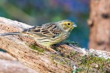 Goldammer (Emberiza citrinella) 