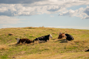 Cows Resting in the Grass