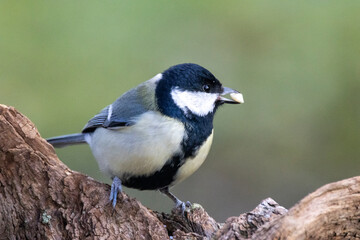 Kohlmeise (Parus major)