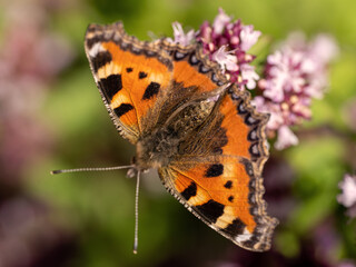 Der Schmetterling Kleiner Fuchs auf einer Blume