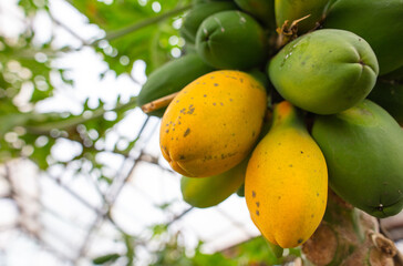 Ripe papaya fruit on a tree in the park.