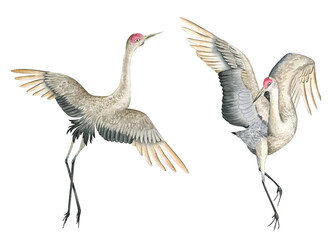 A pair of flying crane birds. inspired by Japan crane bird flying and Dancing. Watercolor illustration. Beautiful cute hand drawn painting for decoration, postcards. Asian culture