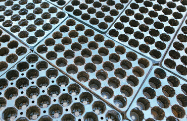 Empty molds for seedlings inside the greenhouse.