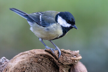 Kohlmeise (Parus major)