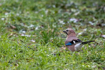 Eichelhäher (Garrulus glandarius)