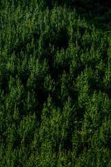 California Redwood Forest in New Zealand
