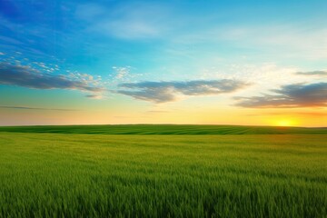 Plakat Green field, blue sky, and sparse clouds A vivid sunrise is visible above the horizon. agricultural setting Broad shot. Generative AI