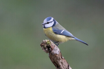 Obraz premium Blaumeise&nbsp;(Cyanistes caeruleu)