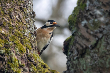 Buntspecht (Dendrocopos major)