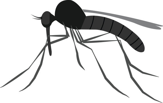 Mosquito insect vector Image