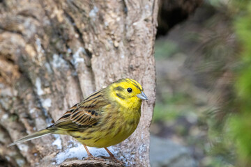 Goldammer (Emberiza citrinella)
