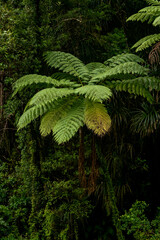 Giant Tree Ferns In New Zealand Jungle