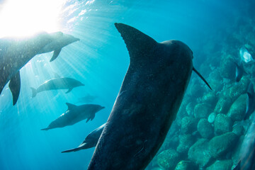 wildlife dolphins underwater