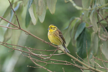 Goldammer (Emberiza citrinella)