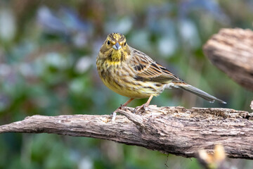 Goldammer (Emberiza citrinella)