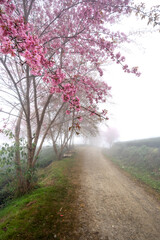 Cherry tree on tea hill flowers blossom bloom in spring in Sa Pa, Viet Nam