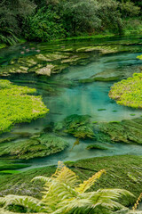 Te Waihou Blue Spring New Zealand