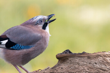 Eichelhäher (Garrulus glandarius)