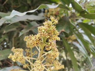 Plant tree flower background Photos 