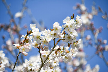 十六夜桜