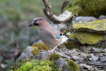 Eichelhäher (Garrulus glandarius)