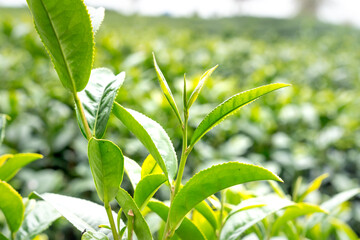 Tea leaves at a plantation in the beams of sunlight. Background natural green plants landscape, ecology, fresh wallpaper concept