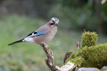 Eichelhäher (Garrulus glandarius)