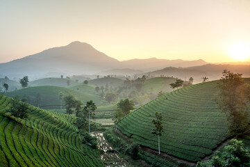 Fototapeta na wymiar View panoramic Long Coc tea hill, Phu Tho province, Vietnam in an early foggy morning.Long Coc is considered one of the most bheautiful tea hills in Vietnam, with hundreds and thousands of small hills