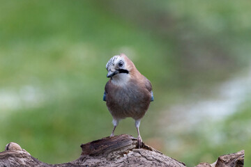 Eichelhäher (Garrulus glandarius)