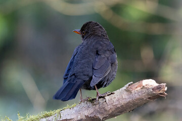 Amsel (Turdus merula)