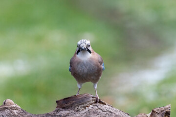 Naklejka premium Eichelhäher (Garrulus glandarius)