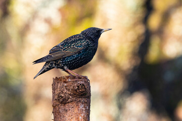 Star (Sturnus vulgaris)