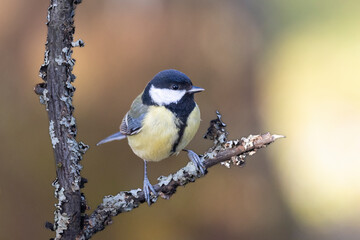 Kohlmeise (Parus major)