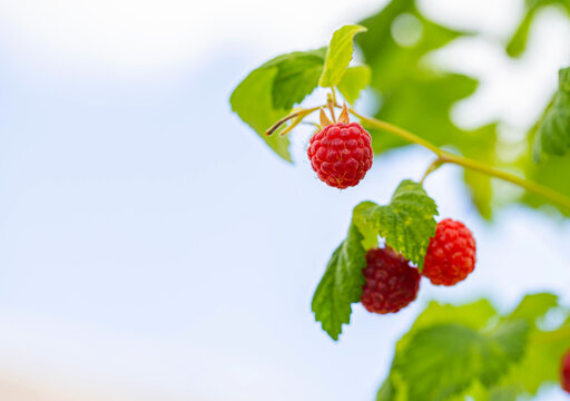 A branch of garden raspberries with large berries against a blue sky. Copy space for text