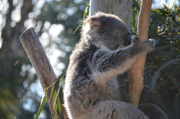 koala in a tree