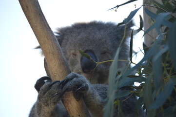 koala in a tree