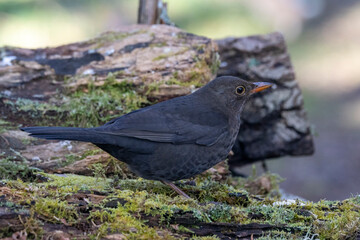 Amsel (Turdus merula)