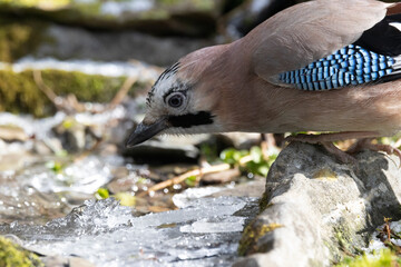 Eichelhäher (Garrulus glandarius)