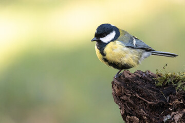 Kohlmeise (Parus major)